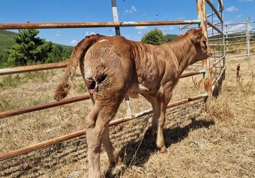 Un oso mata un ternero de 220 kilos en León y acaba con siete colmenas