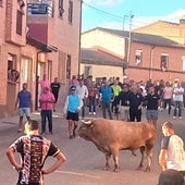 Un hombre de 74 años recibe un puntazo de un toro en Alaejos