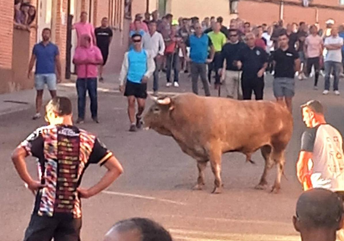 Imagen del encierro de Alaejos.