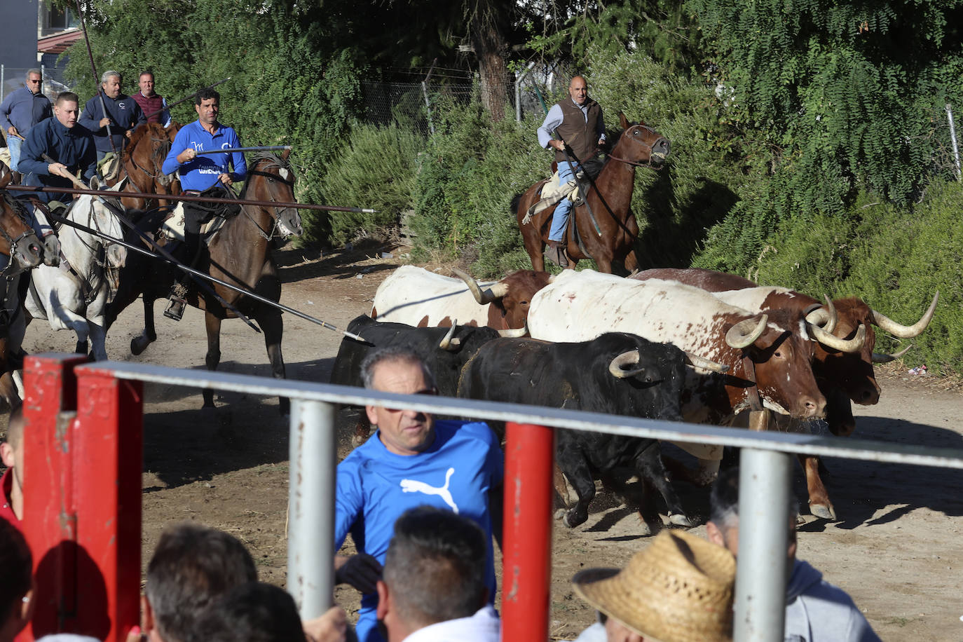 Encierro del domingo en Medina del Campo