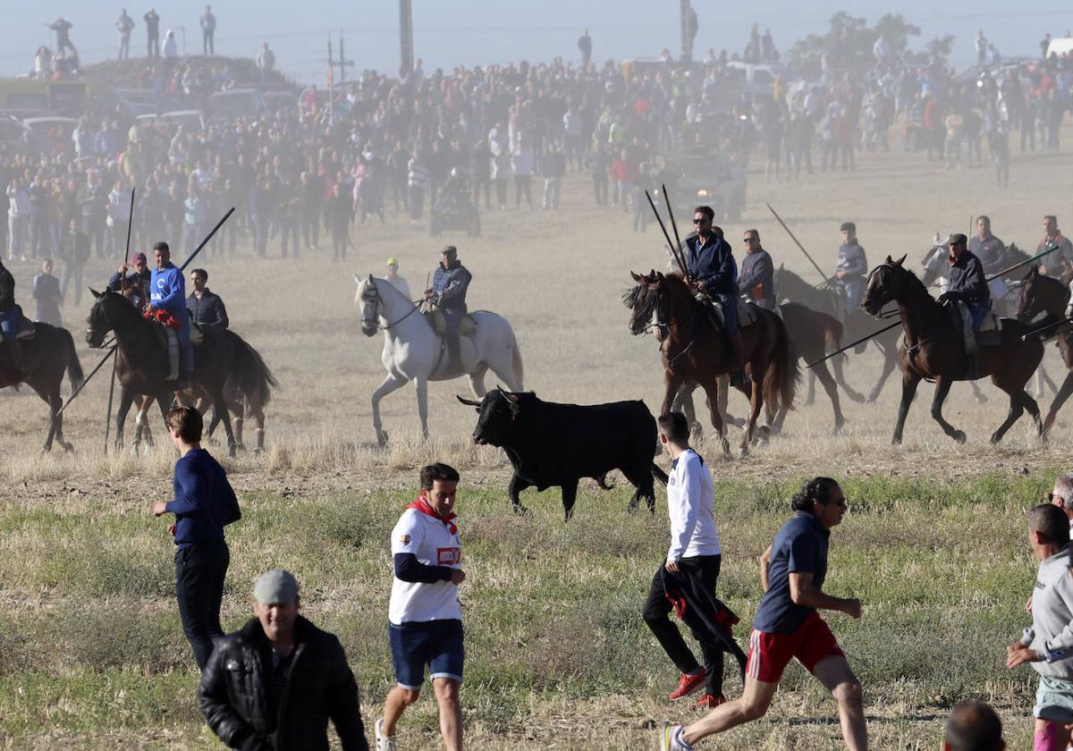 Encierro del domingo en Medina del Campo