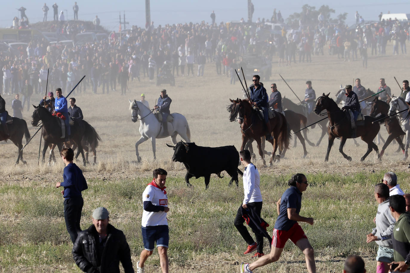 Encierro del domingo en Medina del Campo