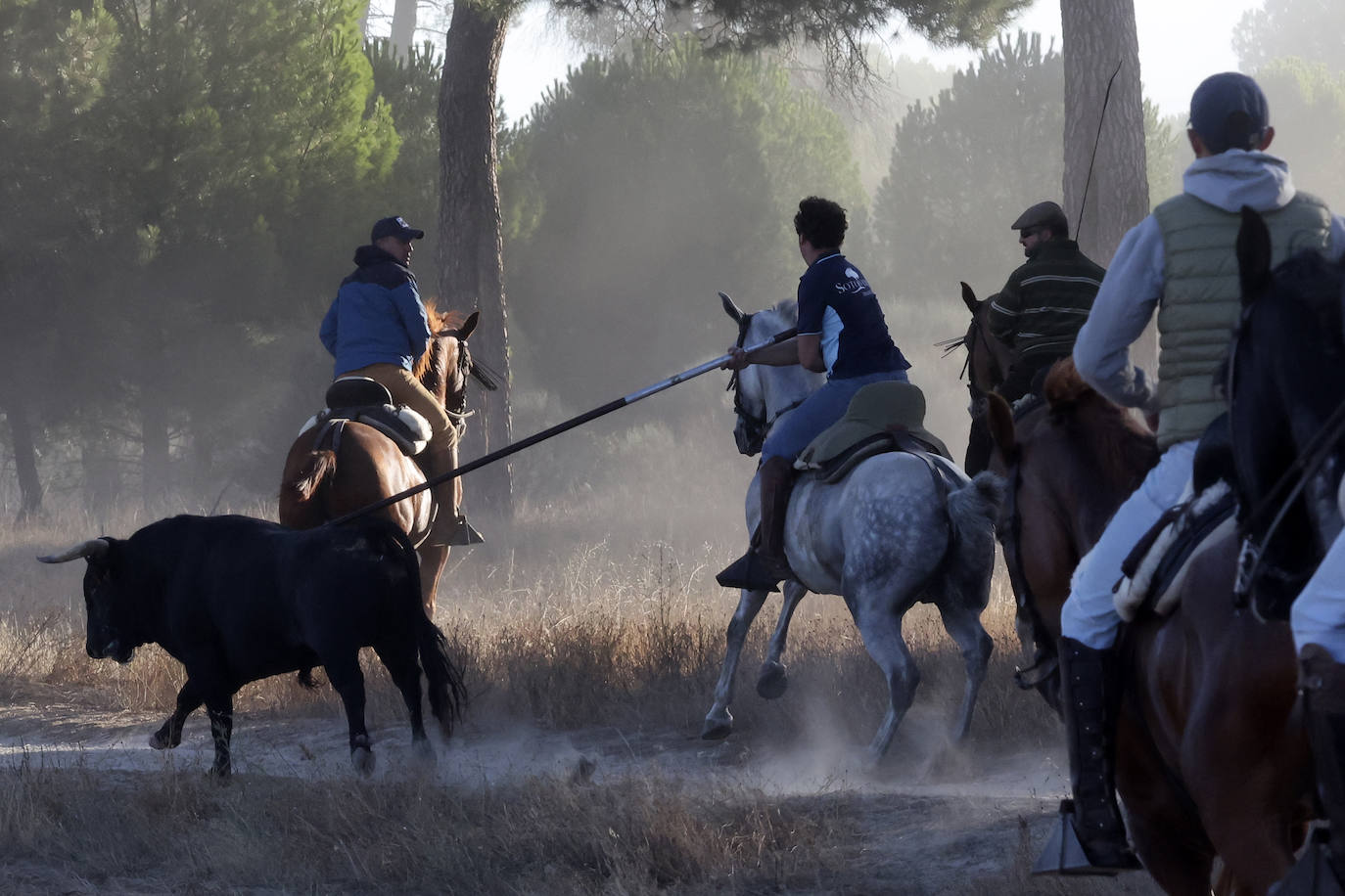 Encierro del domingo en Medina del Campo