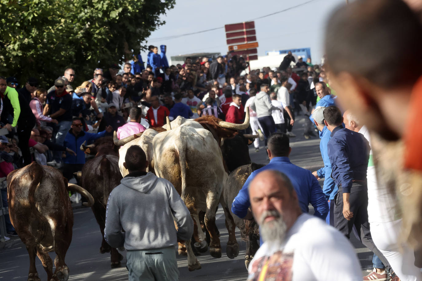 Encierro del domingo en Medina del Campo