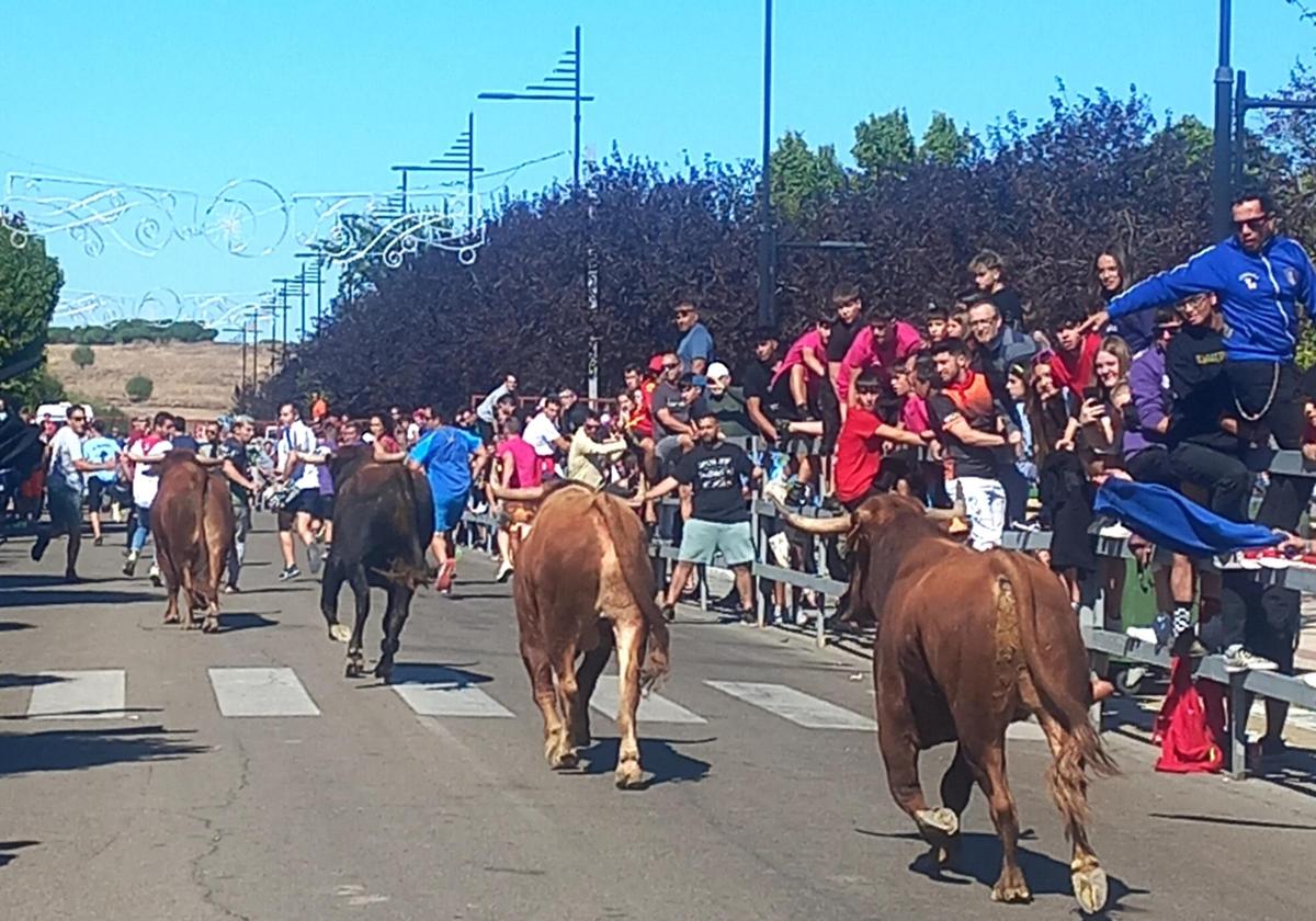 Mucho público para presenciar el tercer encierro de las fiestas de Laguna