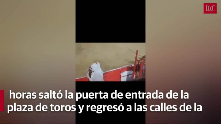 Un buey salta la barrera de la plaza en el encierro de Simancas
