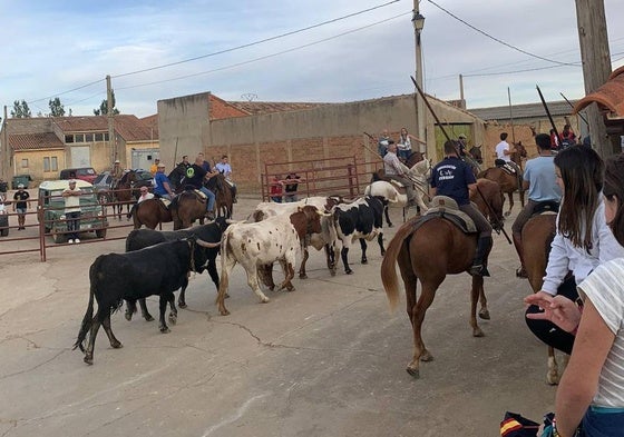 Las reses bravas y los bueyes, camino del campo para disfrutar del encierro en Villavicencio.