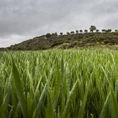 La superficie agrícola se mantiene