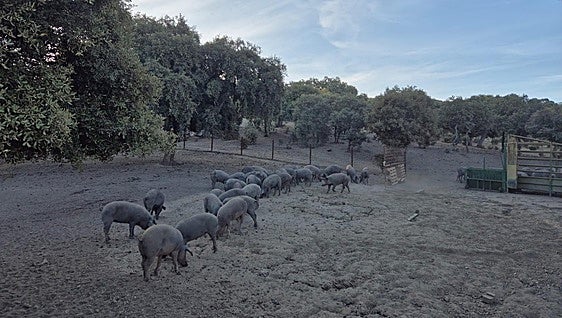 Los ganaderos confían en una «buena» montanera y de precios altos para los cerdos de bellota