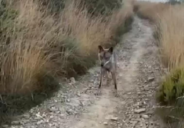 El lobo, un ejemplar joven, apareció de repente en el camino.