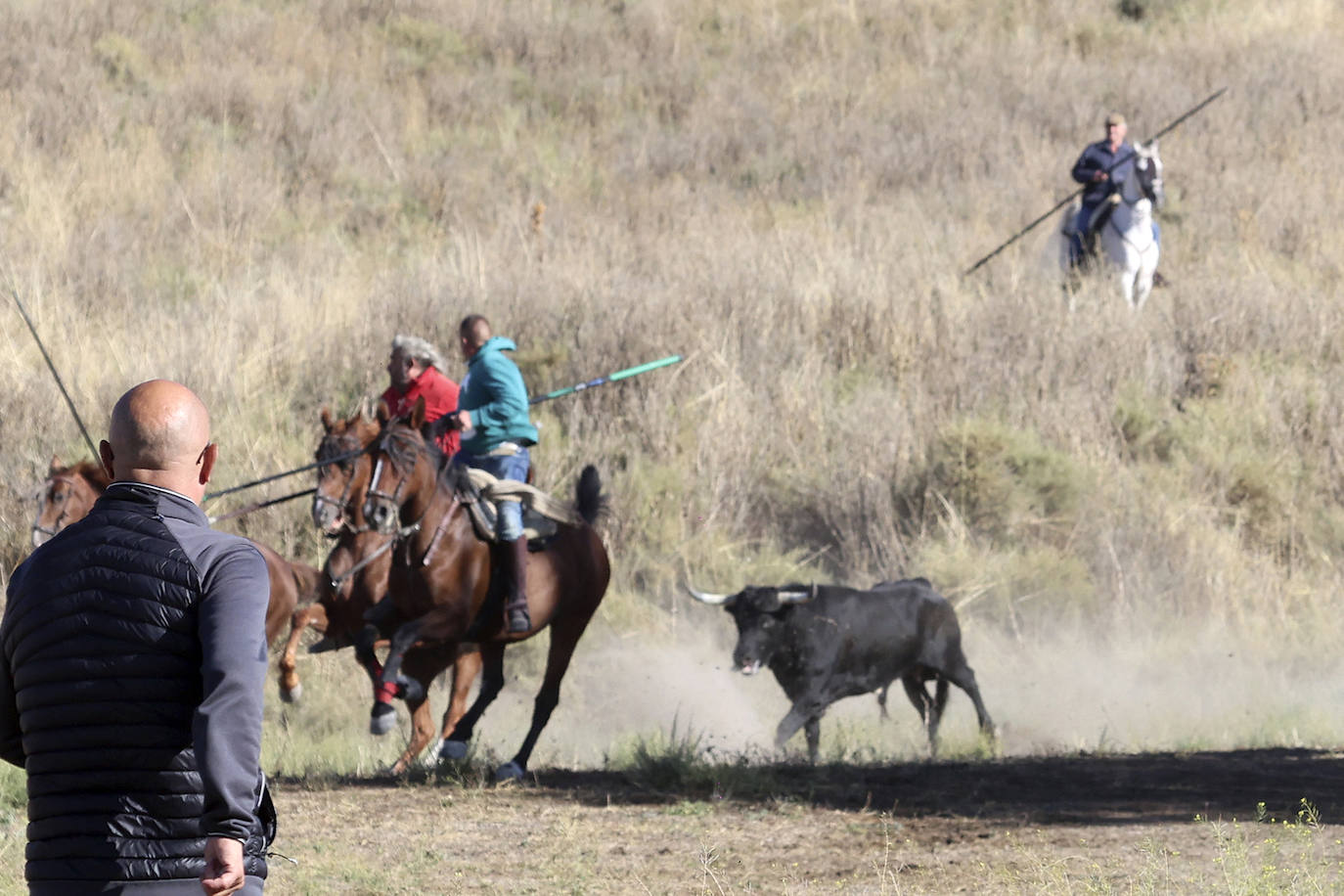 Las imágenes del encierro campero de Arrabal de Portillo