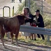 Susto en Arrabal de Portillo al fijarse un toro en un niño resguardado tras un guardarraíl