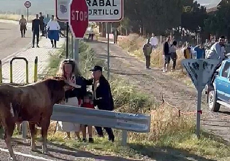 El toro se fija en la familia, con un menor, al borde de la carretera en la entrada de Arrabal de Portillo.