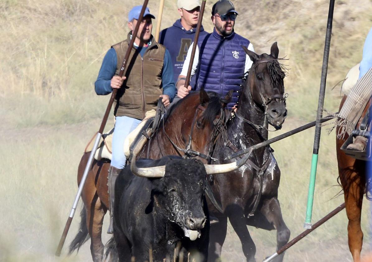 Los caballistas guian a uno de los toros durante el encierro de este domingo.