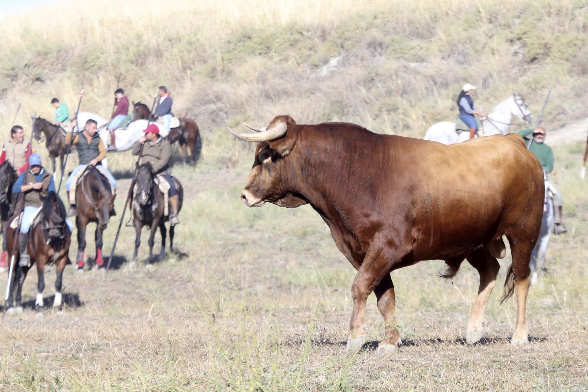 El último encierro de Arrabal, en imágenes