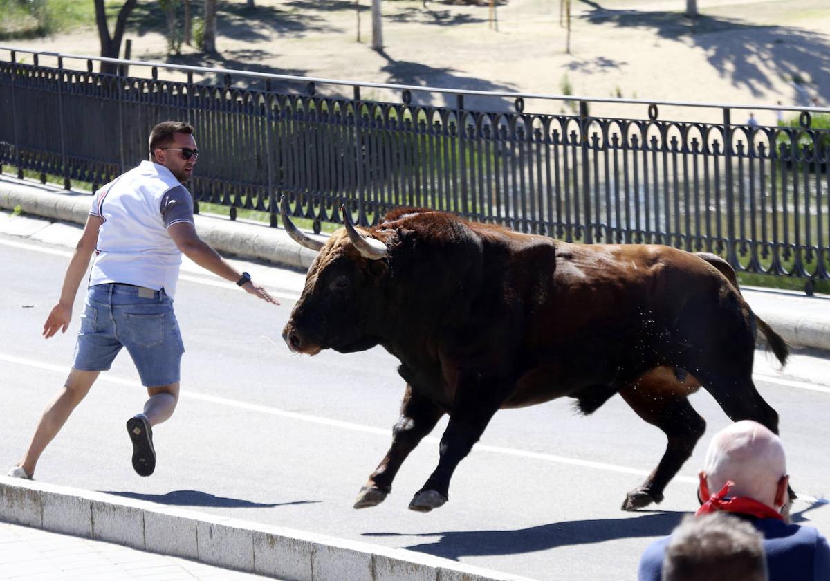 Las imágenes del toro del cajón de Tordesillas