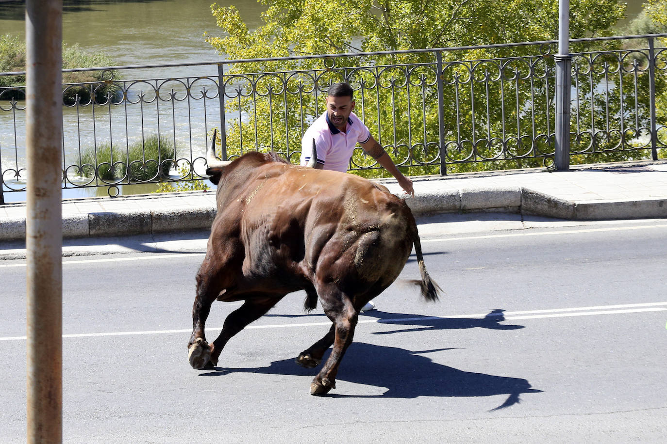 Las imágenes del toro del cajón de Tordesillas