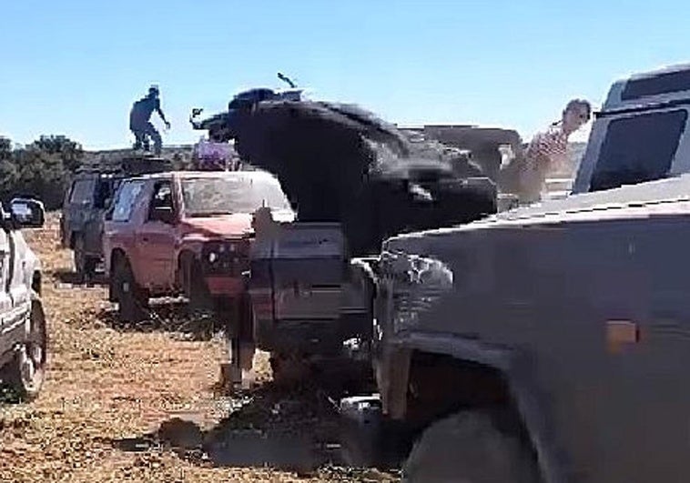 El toro se sube a la caja del todoterreno durante el encierro de Montemayor.