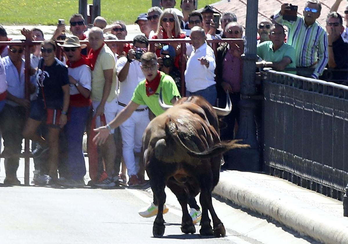 El joven que resultó después herido tienta al toro antes de la cogida.