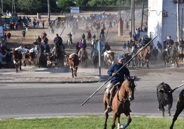 La manada enfila hacia el casco urbano guiada por decenas de caballistas, este lunes por la mañana en Tordesillas.