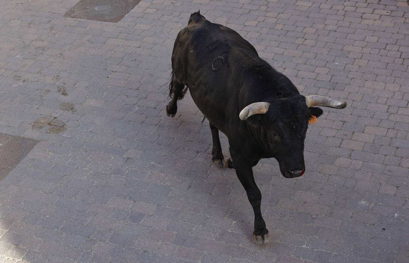 Astudillo vive el Toro del Pueblo