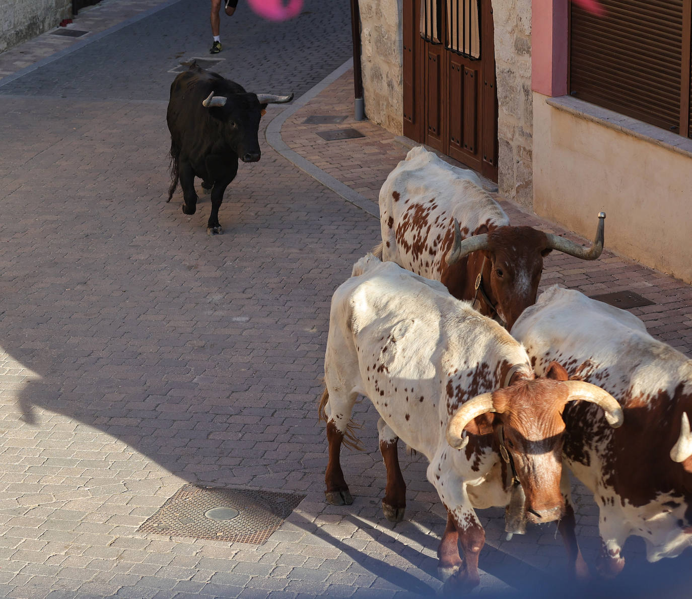 Astudillo vive el Toro del Pueblo