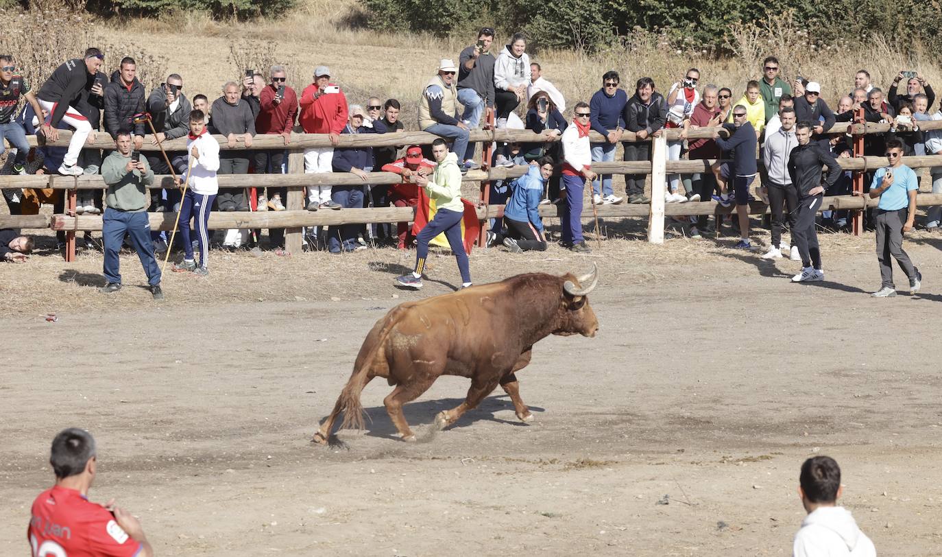 El festejo del Toro de la Vega 2024 en imágenes