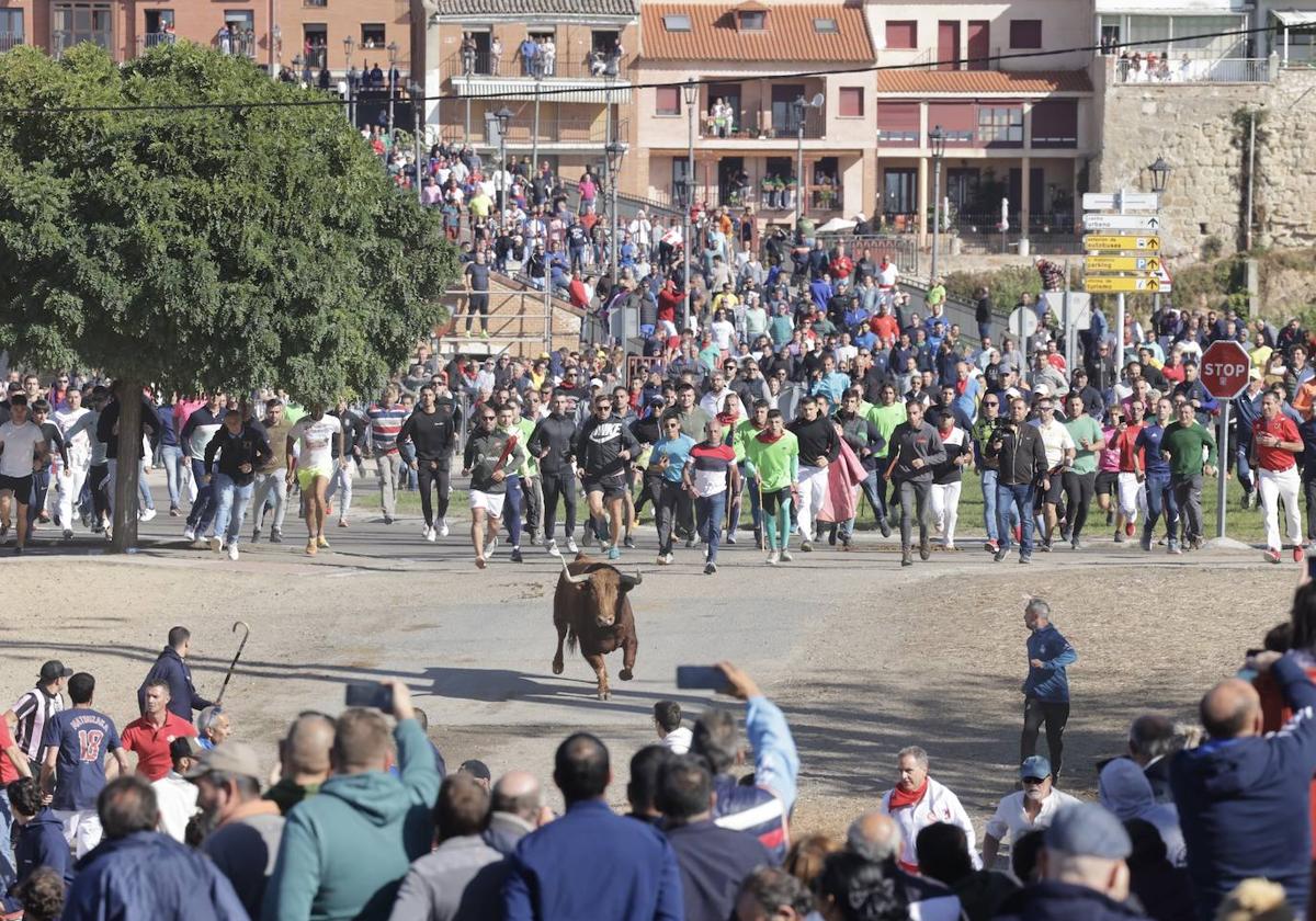 'Portillo', Toro de la Vega de este año, baja hacia la rotonda arropado por miles de aficionados.