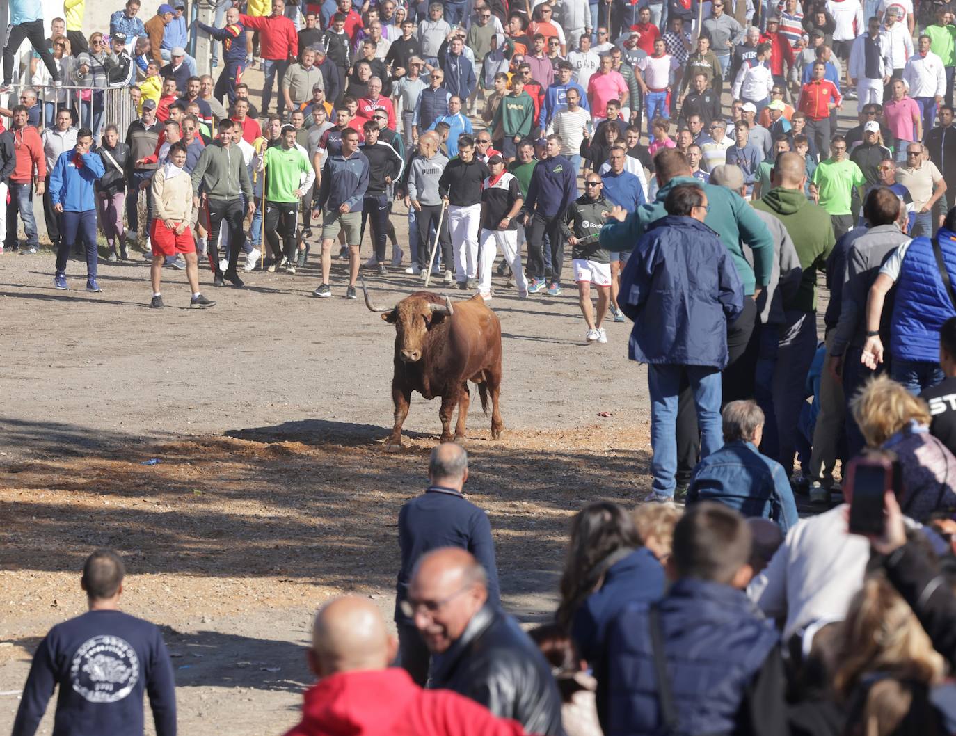 El festejo del Toro de la Vega 2024 en imágenes