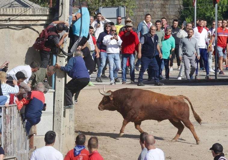 Un hombre se encarama al poste de la luz para evitar la cogida de 'Portillo', el Toro de la Vega 2024