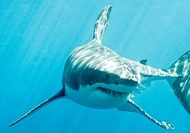 Imagen de archivo de un tiburón captada cerca de la isla de Guadalupe, en México.
