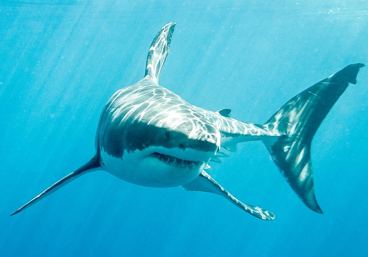 Imagen de archivo de un tiburón captada cerca de la isla de Guadalupe, en México.