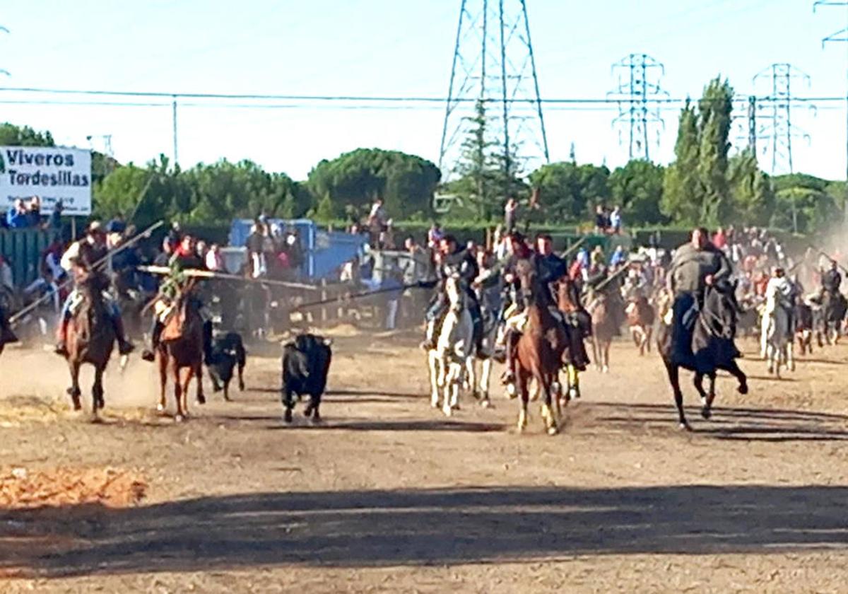 Entrada de toros y caballistas a la zona del embudo, esta mañana en Tordesillas.