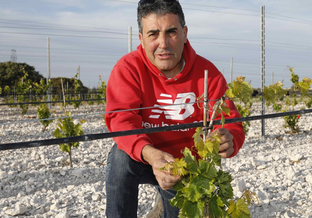 Luis Antonio Arranz en un viñedo joven de su propiedad, en Olmos de Peñafiel.