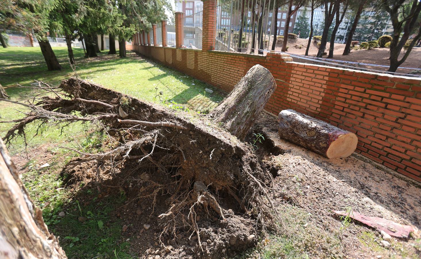 La Huerta de Guadián, tras el desplome de un ciprés