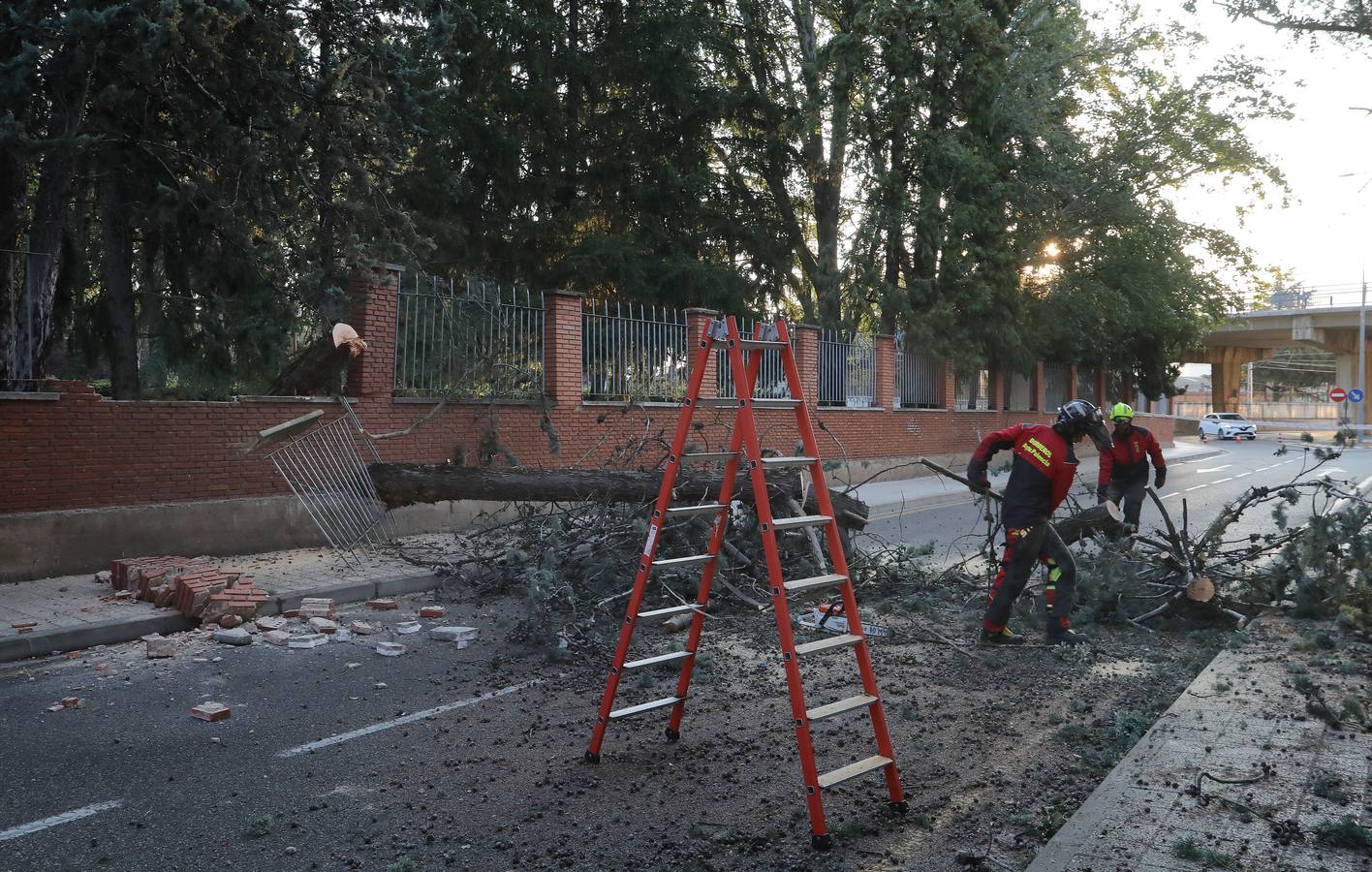 La Huerta de Guadián, tras el desplome de un ciprés