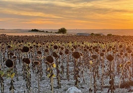 Girasol, esta semana, en el término de Rábano.