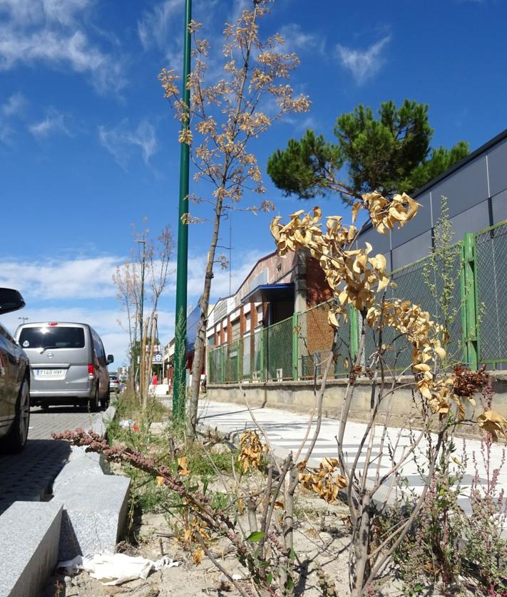 Imagen secundaria 2 - Arriba, los operarios trabajan en el tramo final de la avenida de El Norte de Castilla que ocupaba el fallido proyecto Indnatur. Debajo, a la izquierda, tramos de la acera ya adoquinada cortados. A la derecha, malas hierbas y hojas secas en los parterres.