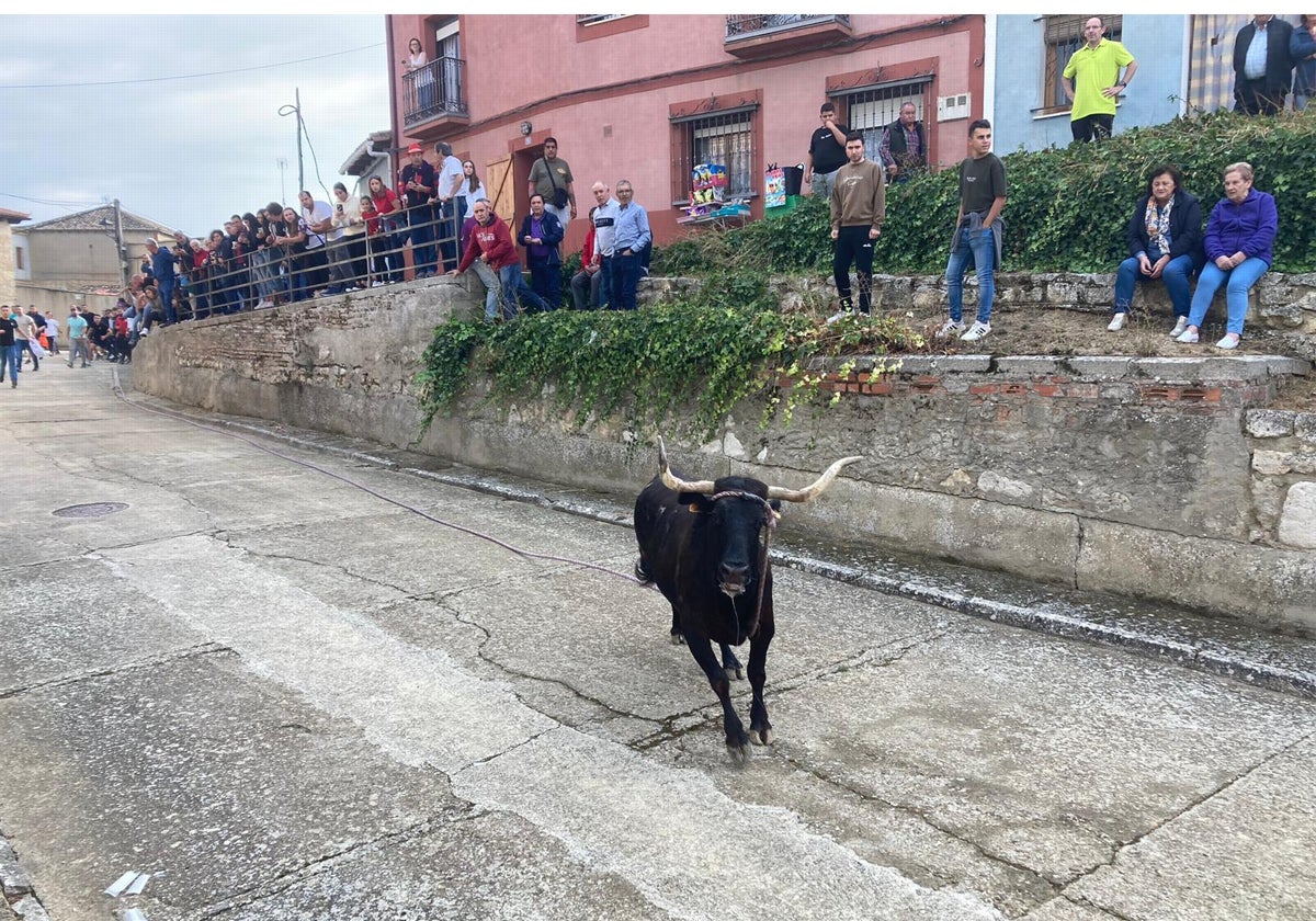 Aficionados presencian la carrera de la vaca enmaromada