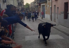 El Toro del Clarete en las calles de Cigales este domingo.