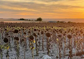 Parcela de girasol.