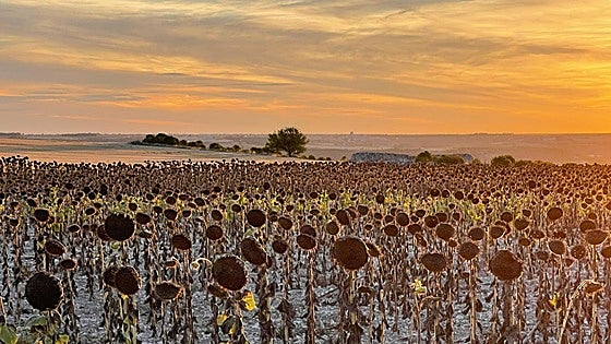 Comienza a cotizar el girasol en la lonja de Salamanca