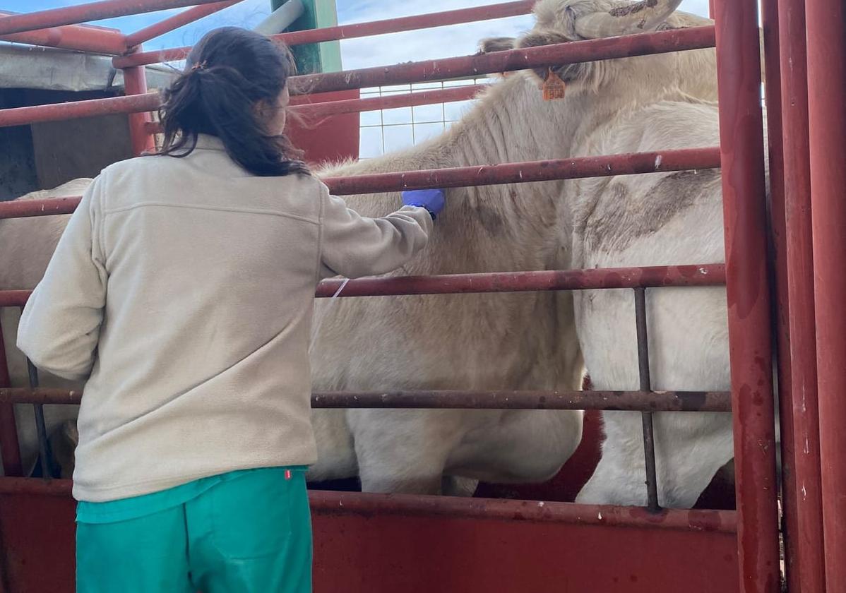 Una veterinaria realiza una prueba de saneamiento en la provincia de Salamanca.