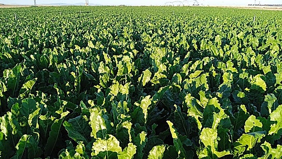 Asaja León estima una «producción histórica» de remolacha por valor de 50 millones