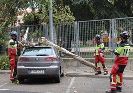 Bomberos de Palencia trabajan en la retirada del árbol caído en la calle Tello Téllez.