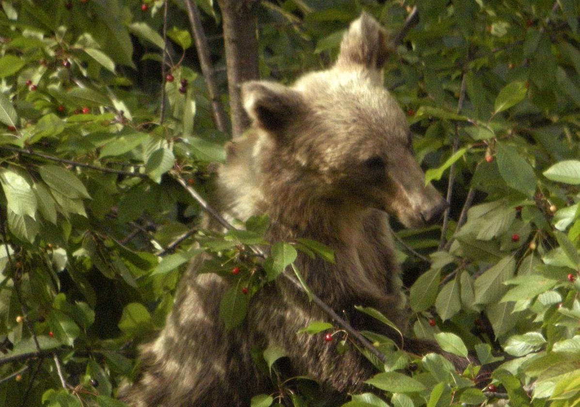 Ejemplar de oso pardo.