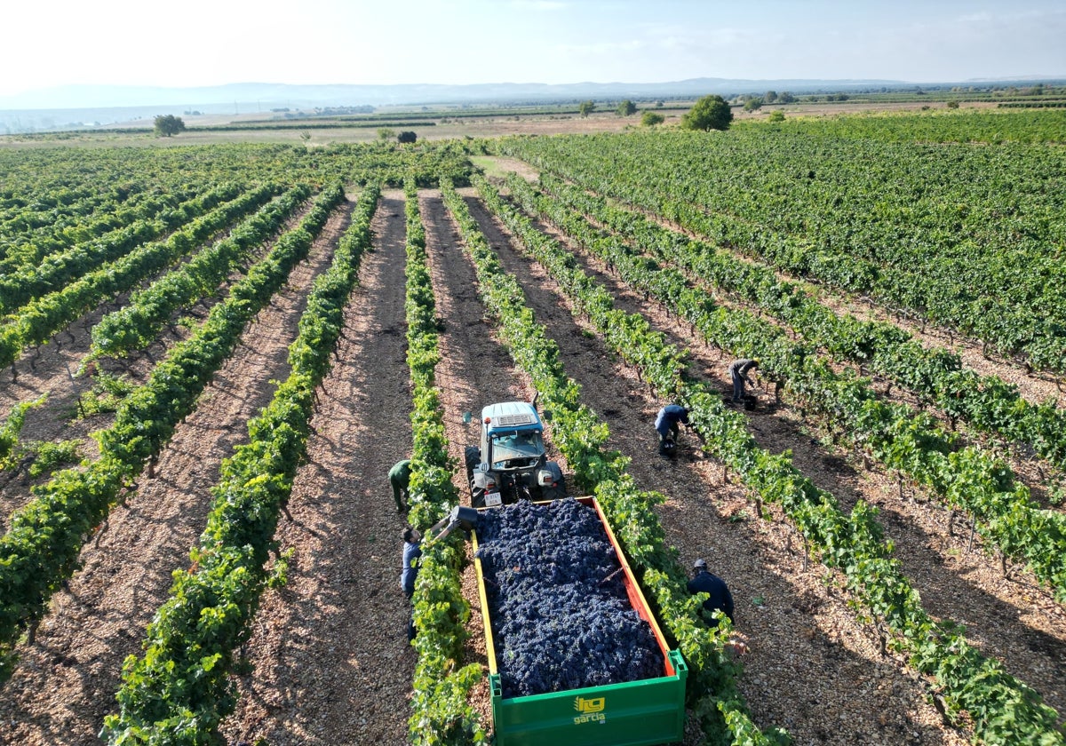 Foto aérea de las labores de vendimia en un viñedo de Ribera del Duero