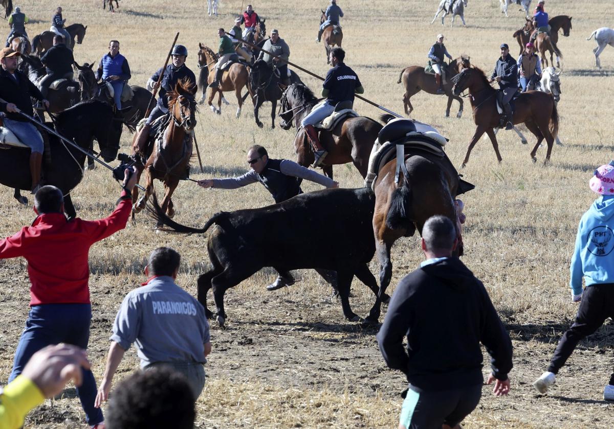 Momento en el que el toro embiste al caballo en un encierro de Olmedo.