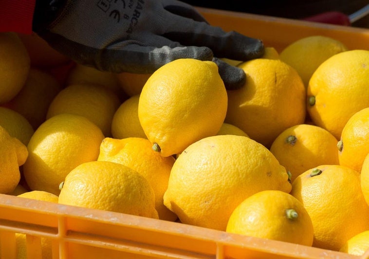 Un operario recolecta limones en una imagen de archivo.