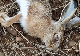 Una liebre encontrada muerta.